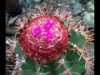 Melocactus bahiensis 2015