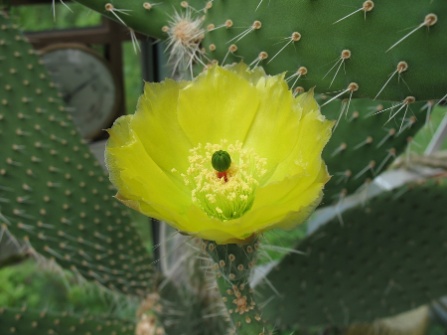 Opuntia leucotricha 2009