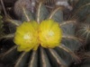 Parodia magnifica 2000