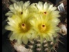 Parodia rutilans 2009
