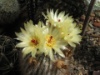 Parodia scopa 2012 2