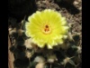 Parodia sellowii 2008