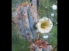 Pilosocereus catingicola 2014