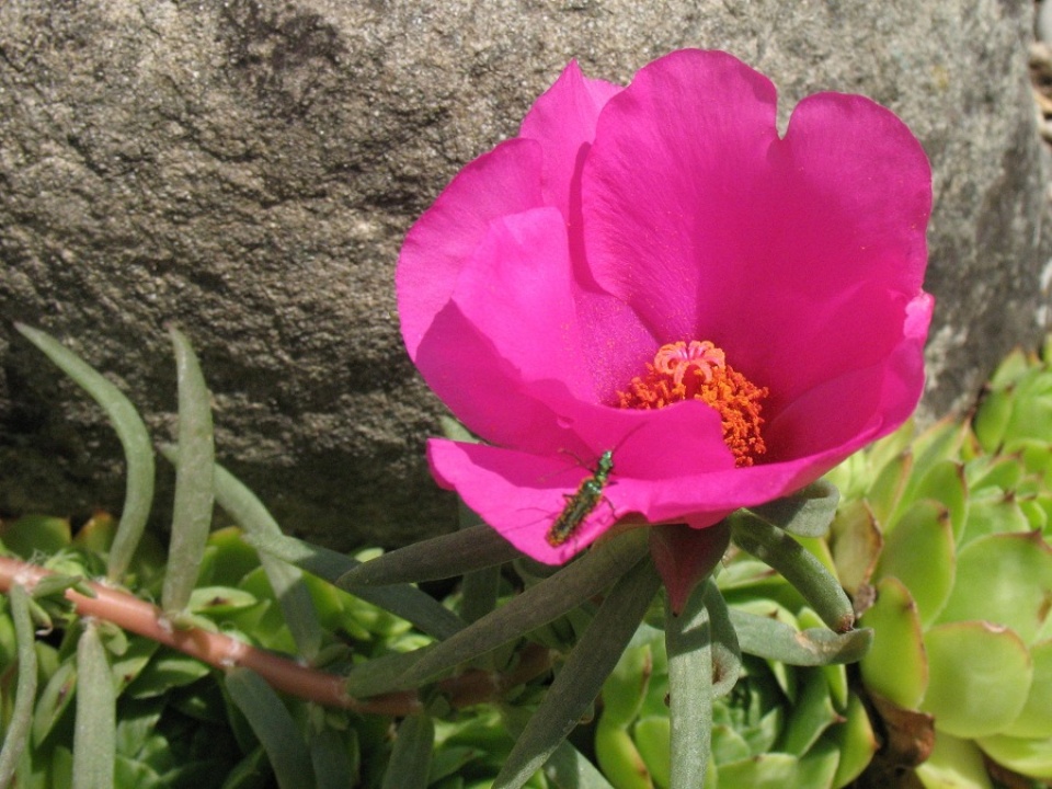 Portulaca grandiflora 2014