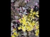 Sedum spatulifolium 2005