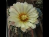 Astrophytum asterias 2008