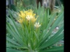 Senecio kleinia 2015 b