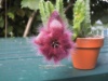 Stapelia hirsuta 2005