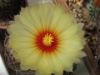 Astrophytum capricorne 2006