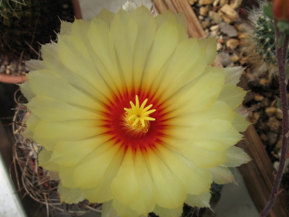 Astrophytum capricorne 2006