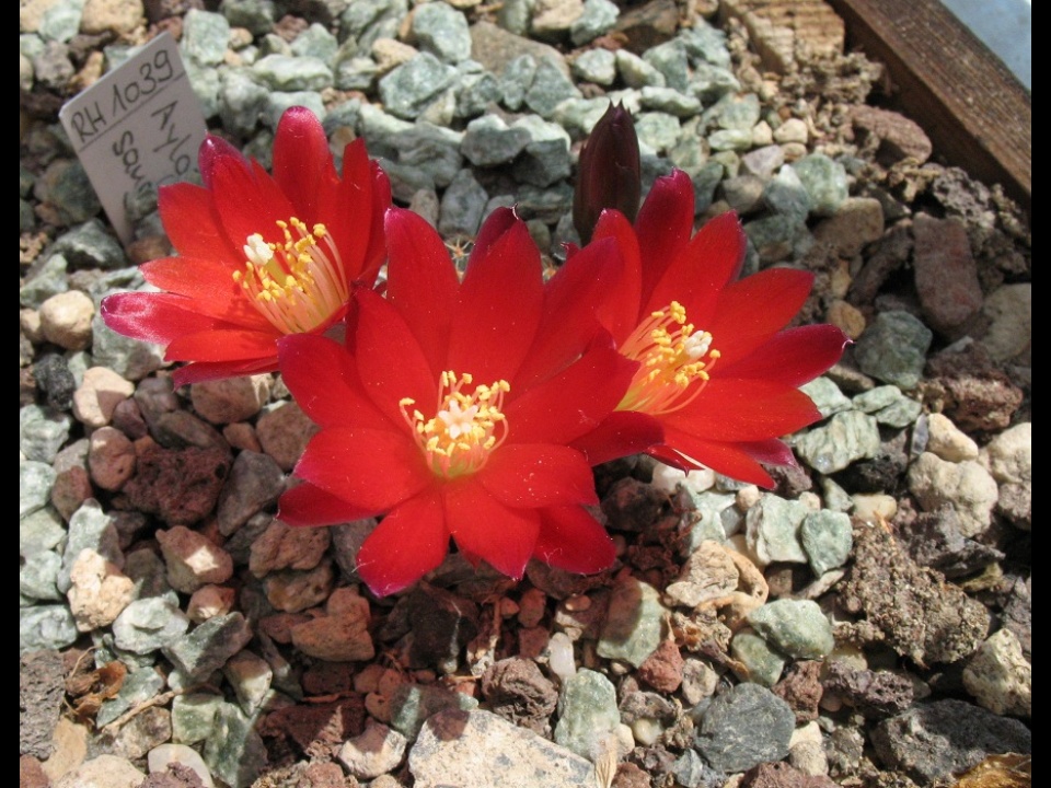 Sulcorebutia tarijensis 2010