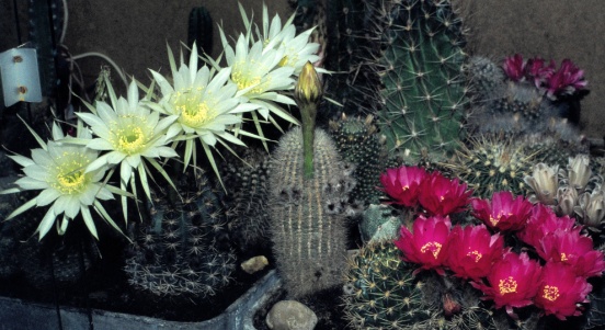 007 Goegglstrasse 1975