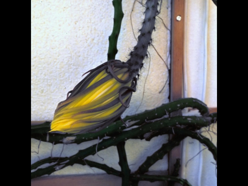 Selenicereus macdonaldiae 04 1982