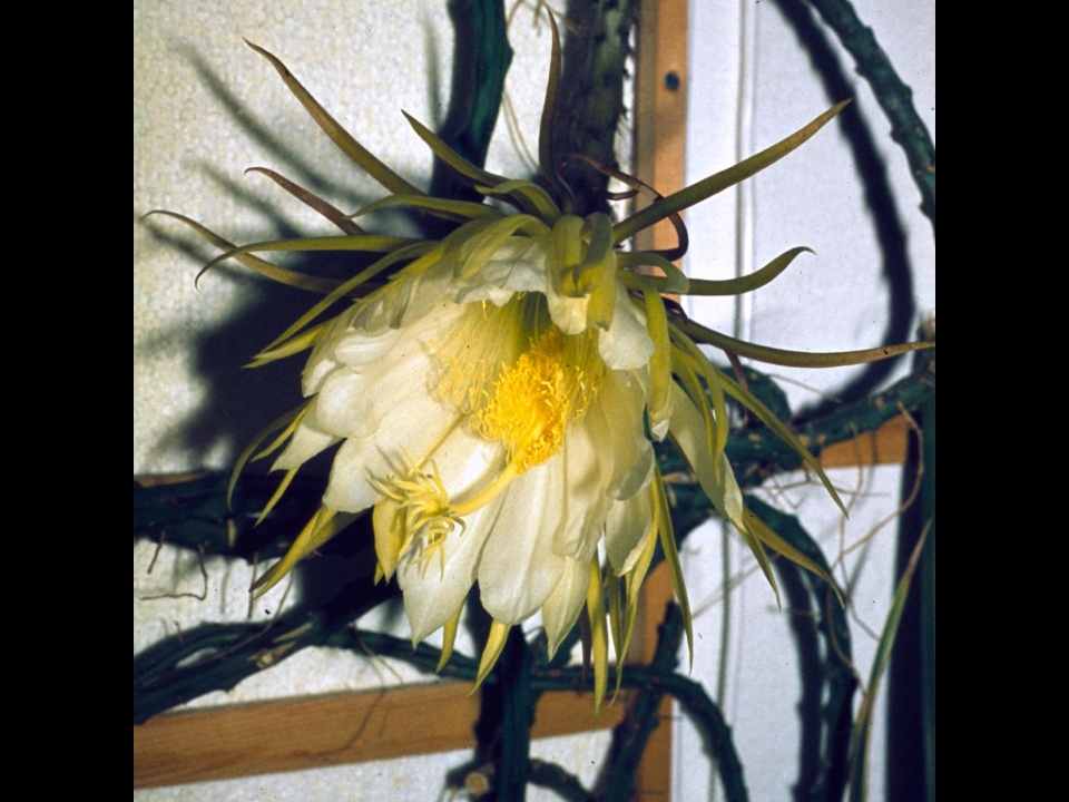 Selenicereus macdonaldiae 06 1982
