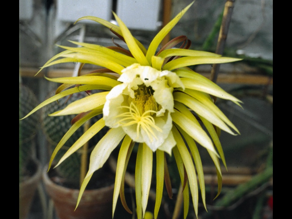 Selenicereus macdonaldiae 1982 13