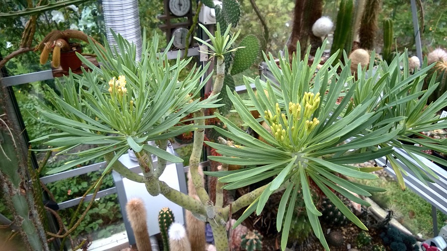 Senecio20kleinia 2015