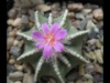 Aztekium hintonii 2008 2
