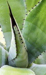 Agave spec1