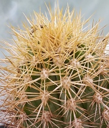 Pachycereus pringlei1