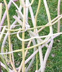 Sarcostema viminale1 2020