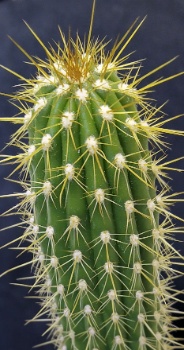 Cereus Armand3