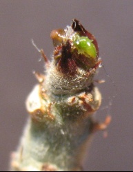 Adenium multiflorum1b 2020