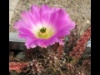 Echinocereus pentalophus 2008