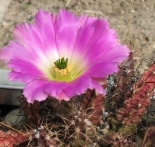 Echinocereus pentalophus 2008