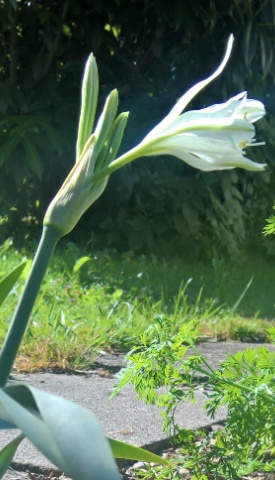 Strandlilie Portugal 3 2