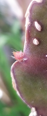 Epiphyllum hybride C Ingrid 03 2020