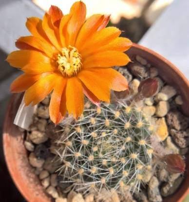 Rebutia Bernhard 2019