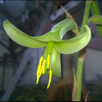 Puya coerulea 2014 1