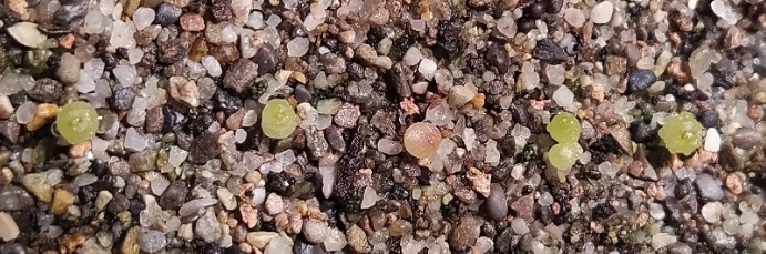 Rebutia Bernhard 2021 Saemlinge