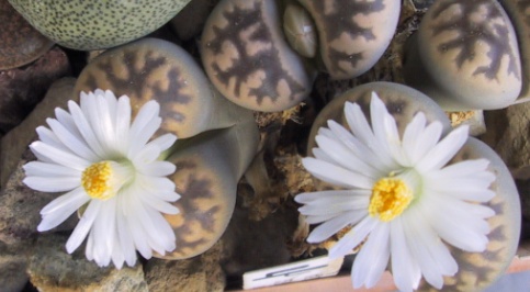 Lithops bella 2005