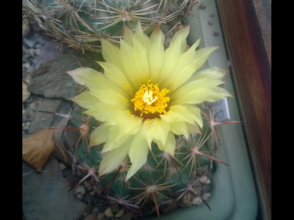 Coryphanta cornifera 2015