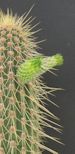 Cleistocactus20micropetalus 2015 thumb