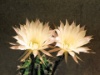 Echinopsis multiplex 1975