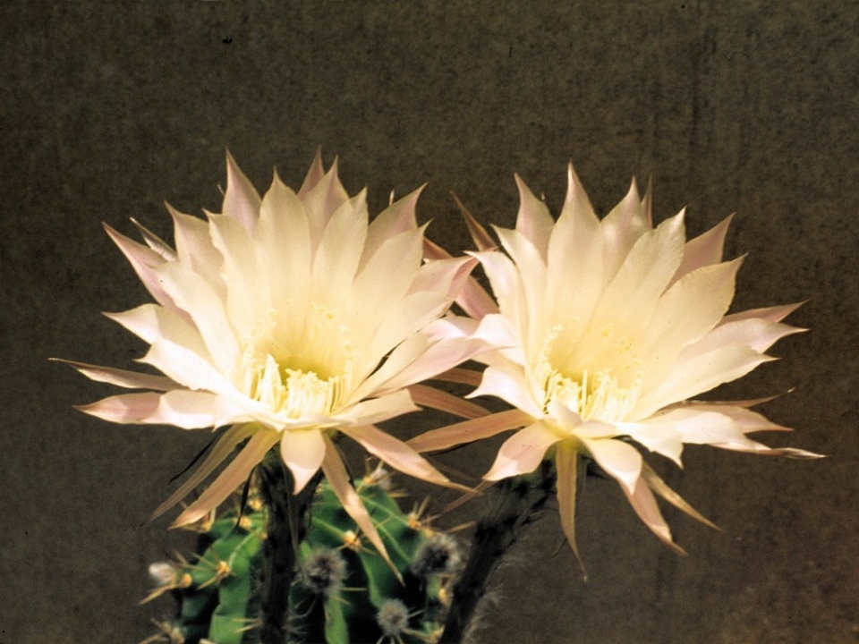 Echinopsis multiplex 1975