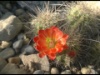 Echinocereus coccineus 2015 2