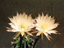 Echinopsis20oxygona20thumb