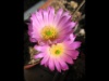 Echinocereus knippelianus rayesii 2015