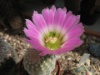 Echinocereus pectinatus 2009