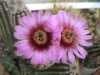 Echinocereus reichenbachii-fichii 2006