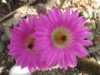 Echinocereus rigidissimus 2009