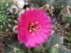 Echinopsis backebergii 2006