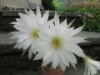 Echinopsis subdenudata 2012 2