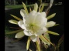 Epiphyllum hybride C 2012 2