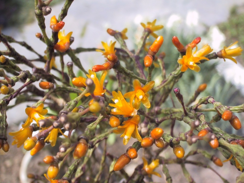 Hatiora salicornioides 2006