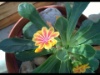 Lewisia cotyledon 2014b