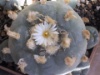 Lophophora diffusa 2005